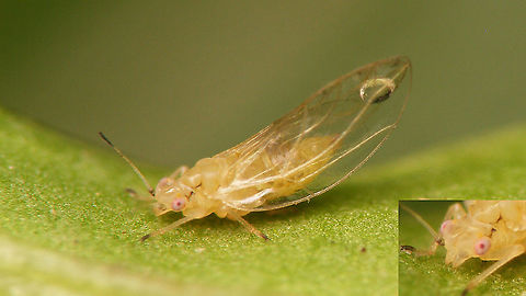Heterotrioza chenopodii - Teneral imago During our holiday I had taken a leaf of a plant because there was a leaf mine in it. When I checked a few days later I noticed this adult Psyllid and on closer inspection some tiny nymphs as well. I don't think these were related to the mine, but still a nice docu.  
Being that the picture below shows the only exuviae is saw on the leaf I'm suggesting that this teneral imago came from that:
https://www.jungledragon.com/image/107379/heterotrioza_chenopodii_-_exuviae.html
Close-up of 5th stadium nymph:
https://www.jungledragon.com/image/107290/heterotrioza_chenopodii_-_nymph.html
Collage of two horribly bad images of a 5th and 4th stadium nymph on mm paper for size:
https://www.jungledragon.com/image/107377/heterotrioza_chenopodii_-_l5_and_l4_on_mm_paper.html Geotagged,Heterotrioza,Heterotrioza chenopodii,La Palma (Canary Islands),Psylloidea,Spain,Teneral,Triozidae