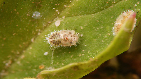 Heterotrioza chenopodii - Exuviae Probably the exuviae of this teneral imago:
https://www.jungledragon.com/image/107378/heterotrioza_chenopodii_-_teneral_imago.html
 Geotagged,Heterotrioza,Heterotrioza chenopodii,La Palma (Canary Islands),Nymph,Psylloidea,Spain,Triozidae