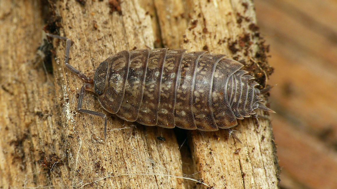 Tiroloscia exigua When I uploaded some images from the same observation to galerie-insecte.org in 2013 those were the first images of this species on the internet. Today there are some more :o)<br />
Collage of details here:<br />
<figure class="photo"><a href="https://www.jungledragon.com/image/107914/tiroloscia_exigua_-_details.html" title="Tiroloscia exigua - Details"><img src="https://s3.amazonaws.com/media.jungledragon.com/images/3043/107914_thumb.jpg?AWSAccessKeyId=05GMT0V3GWVNE7GGM1R2&Expires=1767225610&Signature=Mtym5Fy6%2BY%2BesGdJNbqlpATBJpg%3D" width="200" height="114" alt="Tiroloscia exigua - Details See with this image:<br />
https://www.jungledragon.com/image/107913/p1120611_hd.html France,Geotagged,Isopoda,Oniscidea,Philosciidae,Tiroloscia,Tiroloscia exigua,Woodlouse" /></a></figure> France,Geotagged,Isopoda,Oniscidea,Philosciidae,Tiroloscia,Tiroloscia exigua,Woodlouse
