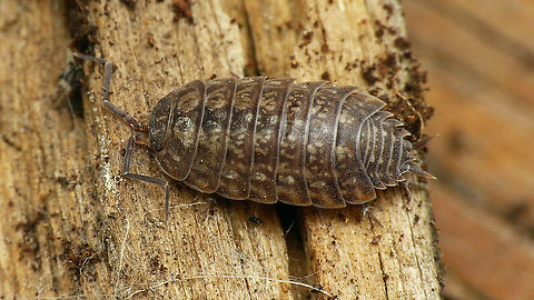 Tiroloscia exigua When I uploaded some images from the same observation to galerie-insecte.org in 2013 those were the first images of this species on the internet. Today there are some more :o)
Collage of details here:
https://www.jungledragon.com/image/107914/tiroloscia_exigua_-_details.html France,Geotagged,Isopoda,Oniscidea,Philosciidae,Tiroloscia,Tiroloscia exigua,Woodlouse