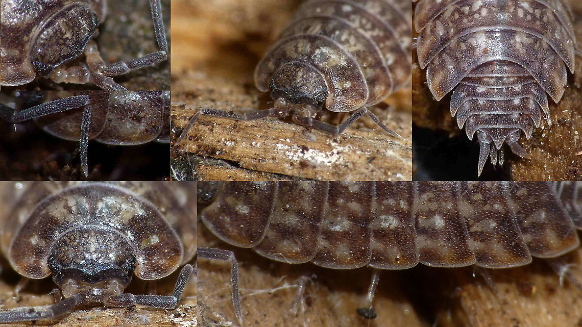 Tiroloscia exigua - Details See with this image:<br />
<figure class="photo"><a href="https://www.jungledragon.com/image/107913/tiroloscia_exigua.html" title="Tiroloscia exigua"><img src="https://s3.amazonaws.com/media.jungledragon.com/images/3043/107913_thumb.jpg?AWSAccessKeyId=05GMT0V3GWVNE7GGM1R2&Expires=1759968010&Signature=B%2BsuN4%2BbOyMGH%2Bkfb%2BwytsijMGQ%3D" width="200" height="114" alt="Tiroloscia exigua When I uploaded some images from the same observation to galerie-insecte.org in 2013 those were the first images of this species on the internet. Today there are some more :o)<br />
Collage of details here:<br />
https://www.jungledragon.com/image/107914/tiroloscia_exigua_-_details.html France,Geotagged,Isopoda,Oniscidea,Philosciidae,Tiroloscia,Tiroloscia exigua,Woodlouse" /></a></figure> France,Geotagged,Isopoda,Oniscidea,Philosciidae,Tiroloscia,Tiroloscia exigua,Woodlouse