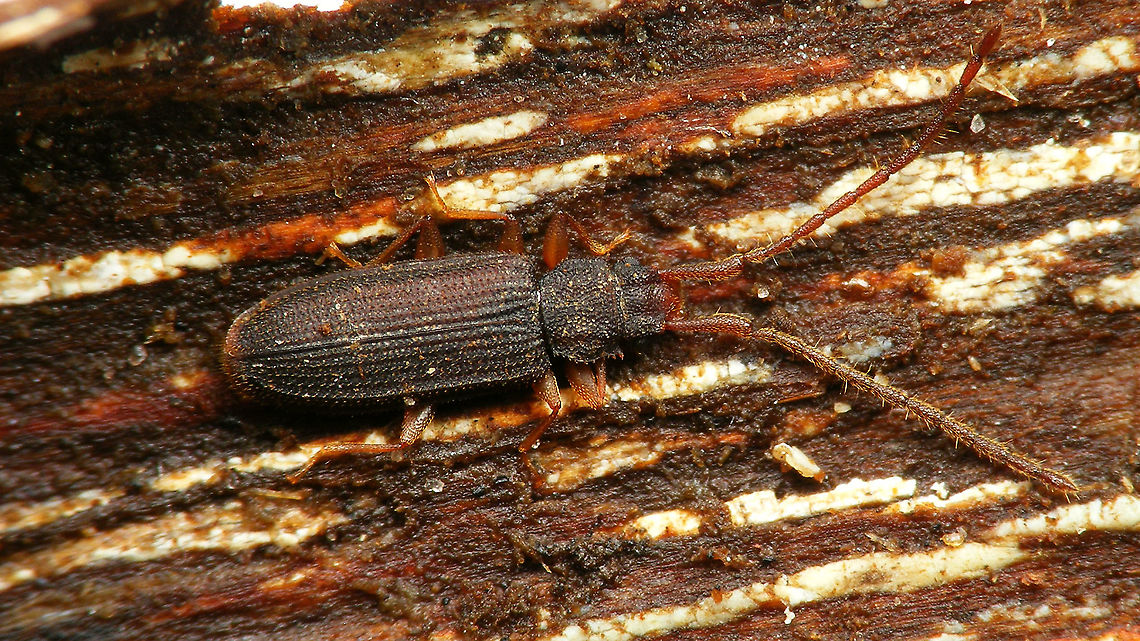 Uleiota planatus Making up for the horrible first image of this species that I uploaded a while back. Coleoptera,Jane's garden,Silvanidae,Uleiota,Uleiota planata,Uleiota planatus,nl: Bruine tandkever