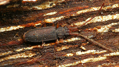 Uleiota planatus Making up for the horrible first image of this species that I uploaded a while back. Coleoptera,Jane's garden,Silvanidae,Uleiota,Uleiota planata,Uleiota planatus,nl: Bruine tandkever