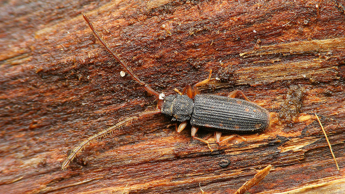 Uleiota planatus - With irregular reddish spots  Coleoptera,Jane's garden,Silvanidae,Uleiota,Uleiota planata,Uleiota planatus,nl: Bruine tandkever