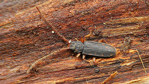 Uleiota planatus - With irregular reddish spots  Coleoptera,Jane's garden,Silvanidae,Uleiota,Uleiota planata,Uleiota planatus,nl: Bruine tandkever