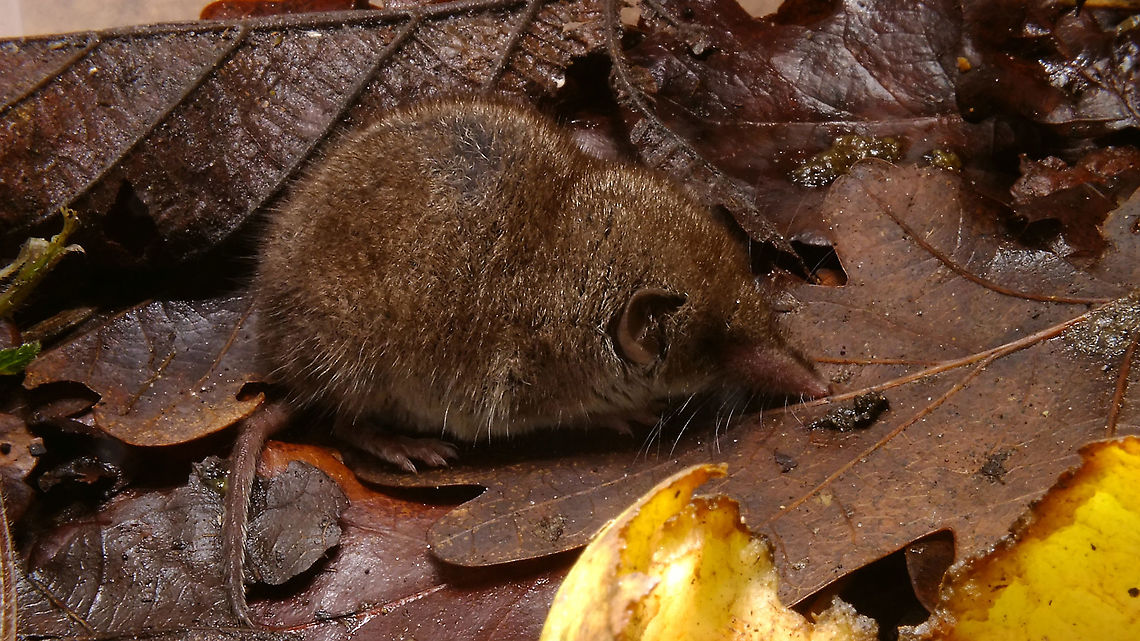 Crocidura russula Caught this one in a trap we set up on the attic, mostly to catch and evacuate a surplus of Wood mice. It was a little slow on it&#039;s feet when I let it go in the garden, so I had a chance to take a mediocre shot.  Crocidura,Crocidura russula,Eulipotyphla,Greater white-toothed shrew,Jane's garden,Soricidae,nl: Huisspitsmuis