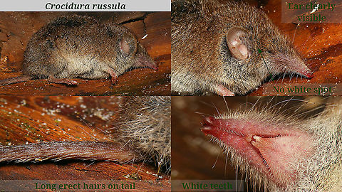 Crocidura russula - Dead w. IDing details As I just uploaded the first image for this species on JD, I figured I might as well also upload a collage with IDing details, thankfully taken from a specimen sadly found dead. 4K UHD,Crocidura,Crocidura russula,Eulipotyphla,Greater white-toothed shrew,Jane's garden,Soricidae,nl: Huisspitsmuis