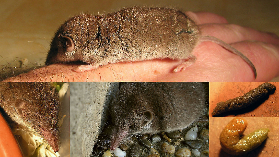 Crocidura russula - Collage Collage of some images shot in 2008 of a shrew I caught and fed for a while.<br />
Bottom center: Feeding on a woodlouse<br />
Bottom right: Poo. Around 12-15mm in length - much larger than of regular mice Crocidura,Crocidura russula,Eulipotyphla,Geotagged,Greater white-toothed shrew,Netherlands,Soricidae,nl: Huisspitsmuis