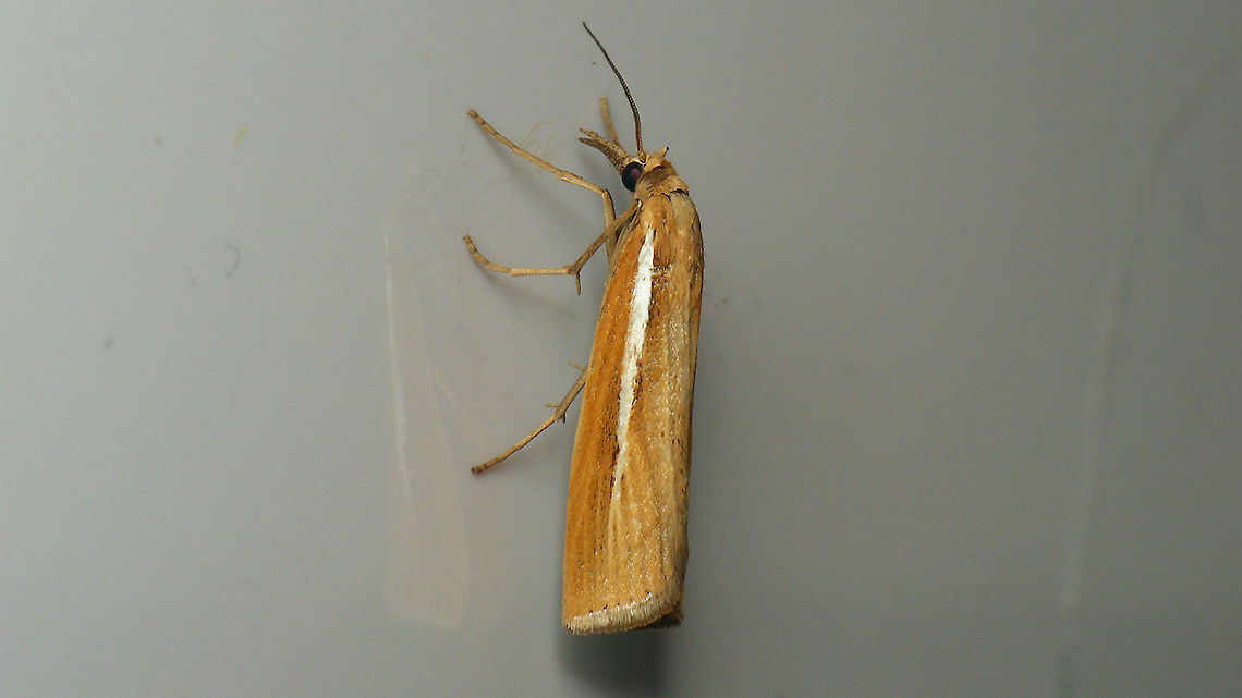 Agriphila tristella in kitchen Today this observation (August 2020) was validated as Agriphila tristella by Leo Bot on waarneming. Turns out the English name pitched by Ferdy (Kitchen moth) seems to be much more fitting than the Dutch name (Variable grass moth) as all images on JD seem to be taken in Kitchens :o) Agriphila,Agriphila tristella,Crambidae,Crambinae,Jane's garden,Lepidoptera,Moth,Netherlands,Pyraloidea,nl: Variabele grasmot
