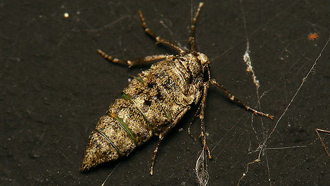 Spring Usher - Female  Agriopis,Agriopis leucophaearia,Alerdinck,Bistonini,Ennominae,Geometridae,Geotagged,Moth,Netherlands,Spring Usher,nl: Kleine Voorjaarsspanner