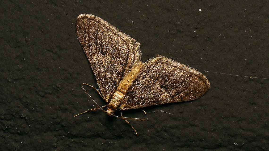 Spring Usher - Male  Agriopis,Agriopis leucophaearia,Alerdinck,Bistonini,Ennominae,Geometridae,Geotagged,Moth,Netherlands,Spring Usher,nl: Kleine Voorjaarsspanner