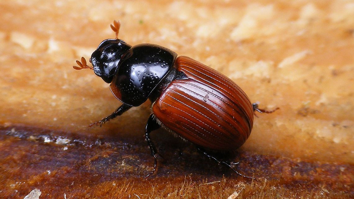 Aphodius fimetarius Dug this one up while pulling out roots of Bramble from a meadow to keep the Bramble from taking over completely. Aphodiidae,Aphodiinae,Aphodius,Aphodius fimetarius,Jane's garden,Netherlands,Scarabaeoidea,nl: Roodschildveldmestkever