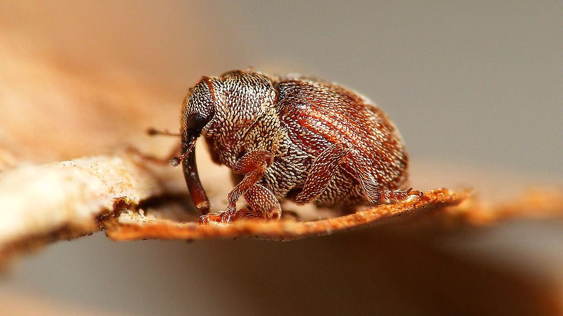 Coeliodes ruber WIth 2,8-3,5mm one of the larger species in the genus Ceutorhynchinae,Coeliodes,Coeliodes ruber,Curculionidae,Jane's garden,Weevils
