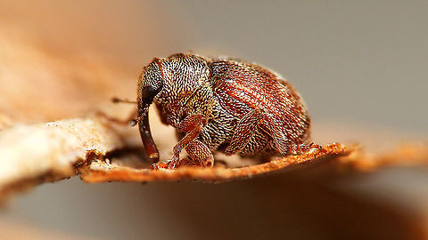 Coeliodes ruber WIth 2,8-3,5mm one of the larger species in the genus Ceutorhynchinae,Coeliodes,Coeliodes ruber,Curculionidae,Jane's garden,Weevils