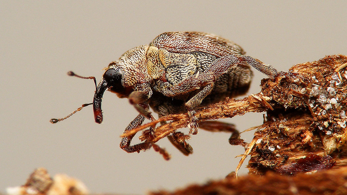 Coeliodes ruber - Ventrolateral On dorsal shots it is near impossible to get an angle showing the snout :o) Ceutorhynchinae,Coeliodes,Coeliodes ruber,Curculionidae,Jane's garden,Weevil