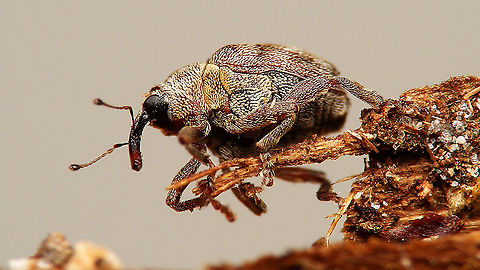Coeliodes ruber - Ventrolateral On dorsal shots it is near impossible to get an angle showing the snout :o) Ceutorhynchinae,Coeliodes,Coeliodes ruber,Curculionidae,Jane's garden,Weevil