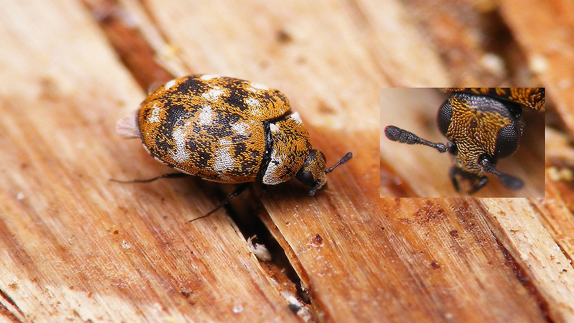 Anthrenus verbasci - Antenna club Colour patterns of the scales on the elytra can be quite variable and quite similar between various species of Anthrenus - it is always best to have a good look at the exact shape of the antenna to make sure you&#039;re not tricked into a false ID Anthrenus,Anthrenus verbasci,Bostrichoidea,Dermestidae,Jane's garden,Varied carpet beetle,nl: Tapijtkever