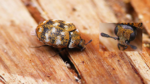 Anthrenus verbasci - Antenna club Colour patterns of the scales on the elytra can be quite variable and quite similar between various species of Anthrenus - it is always best to have a good look at the exact shape of the antenna to make sure you're not tricked into a false ID Anthrenus,Anthrenus verbasci,Bostrichoidea,Dermestidae,Jane's garden,Varied carpet beetle,nl: Tapijtkever