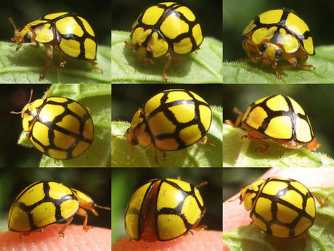 Heteroneda billardieri - Sarangan, Java Found this old collage (that I might as well share here), while looking into the beetle below, uploaded by Dave: https://www.jungledragon.com/image/111789/saigon_beetle.html
There seem to be some interesting things to note about that one, but it'll take a few days... Beetle,Coccinellidae,Coleoptera,Geotagged,Heteroneda,Heteroneda billardieri,Heteroneda reticulata,Indonesia,Java,Ladybug,Laybird Beetle,Netty Ladybird (Beetle)