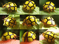 Heteroneda billardieri - Sarangan, Java Found this old collage (that I might as well share here), while looking into the beetle below, uploaded by Dave: https://www.jungledragon.com/image/111789/saigon_beetle.html<br />
There seem to be some interesting things to note about that one, but it'll take a few days... Beetle,Coccinellidae,Coleoptera,Geotagged,Heteroneda,Heteroneda billardieri,Heteroneda reticulata,Indonesia,Java,Ladybug,Laybird Beetle,Netty Ladybird (Beetle)