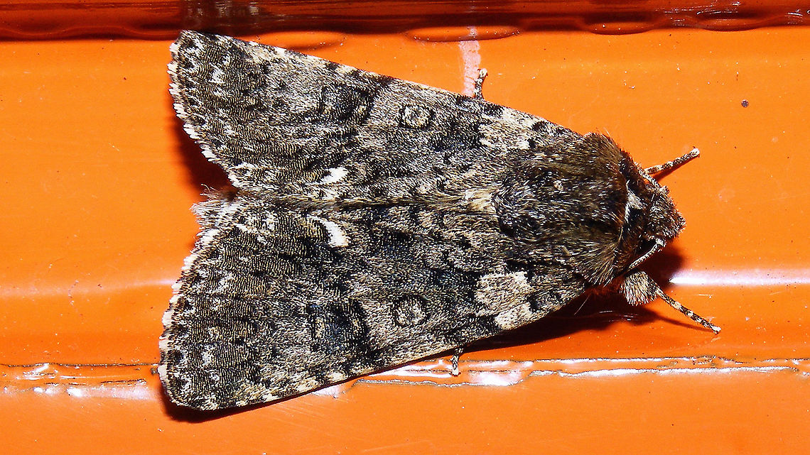 Acronicta rumicis Quick snapshot on the door after locking it behind me ... seems we didn&acute;t have the moth itself in our series yet, just the caterpillars ... Acronicta,Acronicta rumicis,Alerdinck,Knot Grass,Lepidoptera,Moth,Noctuidae,nl: Zuringuil