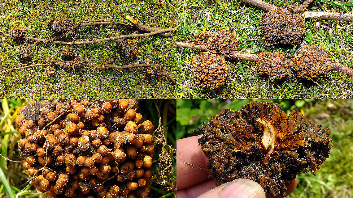 Crown gall disease on roots of Hop I&acute;m assuming these &quot;galls&quot; on the roots of Hop to be caused by Rhizobium radiobacter (previously known as Agrobacterium tumefaciens), but not at all sure ... corrections or other suggestions welcome! 4K UHD,Agrobacterium tumefaciens,Crown gall disease,Gall,Hop,Humulus lupulus,Jane's garden,Rhizobium radiobacter,nl:Kroongalziekte,plant disease