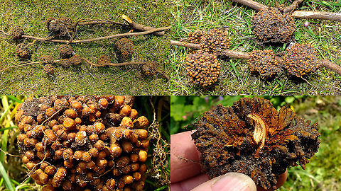Crown gall disease on roots of Hop I&acute;m assuming these "galls" on the roots of Hop to be caused by Rhizobium radiobacter (previously known as Agrobacterium tumefaciens), but not at all sure ... corrections or other suggestions welcome! 4K UHD,Agrobacterium tumefaciens,Crown gall disease,Gall,Hop,Humulus lupulus,Jane's garden,Rhizobium radiobacter,nl:Kroongalziekte,plant disease