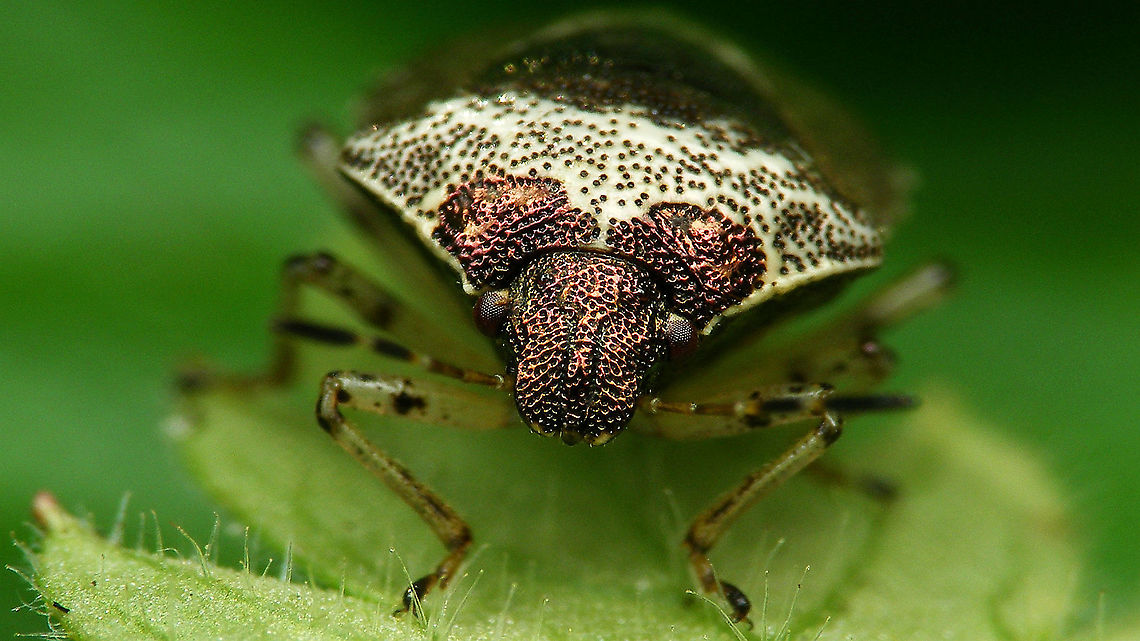 Stagonomus venustissimus - Portrait Last week the first ones appeared in the garden again :o) Eysarcorini,Eysarcoris,Eysarcoris venustissimus,Heteroptera,Jane's garden,Pentatomidae,Pentatominae,Stagonomus venustissimus,Woundwort shieldbug,nl: Andoornschildwants