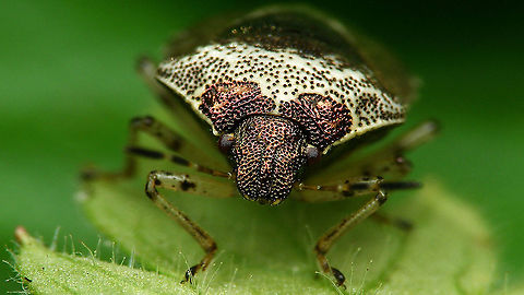 Stagonomus venustissimus - Portrait Last week the first ones appeared in the garden again :o) Eysarcorini,Eysarcoris,Eysarcoris venustissimus,Heteroptera,Jane's garden,Pentatomidae,Pentatominae,Stagonomus venustissimus,Woundwort shieldbug,nl: Andoornschildwants