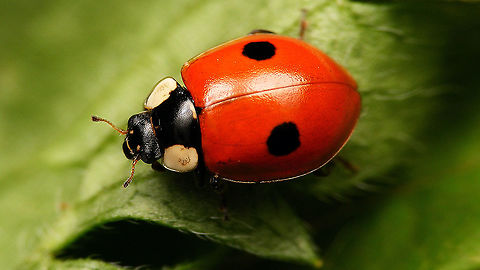 Adalia bipunctata First one this year Adalia,Adalia bipunctata,Adalia bipunctata f. typica,Coccinellidae,Coccinellinae,Coleoptera,Geotagged,Ladybird,Netherlands,Two-spot Ladybird,Two-spotted lady beetle,nl: Tweestippelig lieveheersbeestje