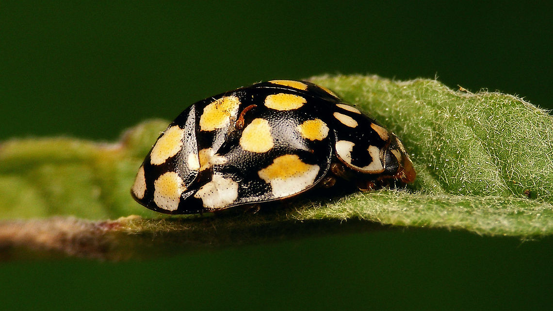 Sospita vigintiguttata - Inbetweeny Today Jeanette spotted another Sospita vigintiguttata in the garden. Always a highlight to find this scarce species and in the garden no less, even if on this one the elytra are heavily damaged/dented on both sides, but it was still alive :o)<br />
Couldn&acute;t resist taking another mugshot and managed it a bit closer this time: <figure class="photo"><a href="https://www.jungledragon.com/image/113696/sospita_vigintiguttata_-_up_close_and_personal.html" title="Sospita vigintiguttata - Up close and personal"><img src="https://s3.amazonaws.com/media.jungledragon.com/images/3043/113696_thumb.jpg?AWSAccessKeyId=05GMT0V3GWVNE7GGM1R2&Expires=1767225610&Signature=fYCZpDcPWZgJC8gyhbE%2BQcr47CY%3D" width="200" height="114" alt="Sospita vigintiguttata - Up close and personal For details see with this image of same critter:<br />
https://www.jungledragon.com/image/113695/sospita_vigintiguttata_-_inbetweeny.html Coccinellidae,Coccinellinae,Coleoptera,Jane&#039;s garden,Sospita,Sospita vigintiguttata,nl: Twintigvleklieveheersbeestje" /></a></figure> Also a glimpse of the underside, that is notably paler than the other ventral image of the species that I already had here: <figure class="photo"><a href="https://www.jungledragon.com/image/113697/sospita_vigintiguttata_-_upskirt.html" title="Sospita vigintiguttata - Upskirt"><img src="https://s3.amazonaws.com/media.jungledragon.com/images/3043/113697_thumb.jpg?AWSAccessKeyId=05GMT0V3GWVNE7GGM1R2&Expires=1767225610&Signature=6g2rQqBB2fugztqq2oOEzcyEUh4%3D" width="200" height="114" alt="Sospita vigintiguttata - Upskirt For details see with this image of same critter:<br />
https://www.jungledragon.com/image/113695/sospita_vigintiguttata_-_inbetweeny.html Coccinellidae,Coccinellinae,Coleoptera,Jane&#039;s garden,Sospita,Sospita vigintiguttata,nl: Twintigvleklieveheersbeestje" /></a></figure><br />
This &quot;wreck&quot; nicely shows an &quot;inbetweeny&quot; state of colouring: In fall, the newly born are brown with white spots and over winter they gain more intense colours to reach a black with yellow pattern. This one in early spring is &quot;inbetween&quot; the two states, with the pale spots having a hard time deciding if they want to be yellow or white. For comparison here are the &quot;fresh&quot; and &quot;mature&quot; colours: <figure class="photo"><a href="https://www.jungledragon.com/image/106969/sospita_vigintiguttata_-_brown.html" title="Sospita vigintiguttata - Brown"><img src="https://s3.amazonaws.com/media.jungledragon.com/images/3043/106969_thumb.jpg?AWSAccessKeyId=05GMT0V3GWVNE7GGM1R2&Expires=1767225610&Signature=A2zzQmuikDpuBM5gSDZHc6SoRnk%3D" width="200" height="114" alt="Sospita vigintiguttata - Brown See with this image:<br />
https://www.jungledragon.com/image/106968/sospita_vigintiguttata_-_hiding_under_a_bud.html Coccinellidae,Coccinellinae,Coleoptera,Jane&#039;s garden,Sospita,Sospita vigintiguttata,nl: Twintigvleklieveheersbeestje" /></a></figure> <figure class="photo"><a href="https://www.jungledragon.com/image/78793/sospita_vigintiguttata_-_lateral.html" title="Sospita vigintiguttata - lateral"><img src="https://s3.amazonaws.com/media.jungledragon.com/images/3043/78793_thumb.jpg?AWSAccessKeyId=05GMT0V3GWVNE7GGM1R2&Expires=1767225610&Signature=sleGT2Lsi9j1jq4I0LDnujQumBw%3D" width="200" height="114" alt="Sospita vigintiguttata - lateral  Coccinellidae,Coccinellinae,Coleoptera,Jane&#039;s garden,Sospita,Sospita vigintiguttata,nl: Twintigvleklieveheersbeestje" /></a></figure> Coccinellidae,Coccinellinae,Coleoptera,Jane's garden,Sospita,Sospita vigintiguttata,nl: Twintigvleklieveheersbeestje