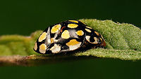 Sospita vigintiguttata - Inbetweeny Today Jeanette spotted another Sospita vigintiguttata in the garden. Always a highlight to find this scarce species and in the garden no less, even if on this one the elytra are heavily damaged/dented on both sides, but it was still alive :o)<br />
Couldn´t resist taking another mugshot and managed it a bit closer this time: https://www.jungledragon.com/image/113696/sospita_vigintiguttata_-_up_close_and_personal.html Also a glimpse of the underside, that is notably paler than the other ventral image of the species that I already had here: https://www.jungledragon.com/image/113697/sospita_vigintiguttata_-_upskirt.html<br />
This "wreck" nicely shows an "inbetweeny" state of colouring: In fall, the newly born are brown with white spots and over winter they gain more intense colours to reach a black with yellow pattern. This one in early spring is "inbetween" the two states, with the pale spots having a hard time deciding if they want to be yellow or white. For comparison here are the "fresh" and "mature" colours: https://www.jungledragon.com/image/106969/sospita_vigintiguttata_-_brown.html https://www.jungledragon.com/image/78793/sospita_vigintiguttata_-_lateral.html Coccinellidae,Coccinellinae,Coleoptera,Jane's garden,Sospita,Sospita vigintiguttata,nl: Twintigvleklieveheersbeestje