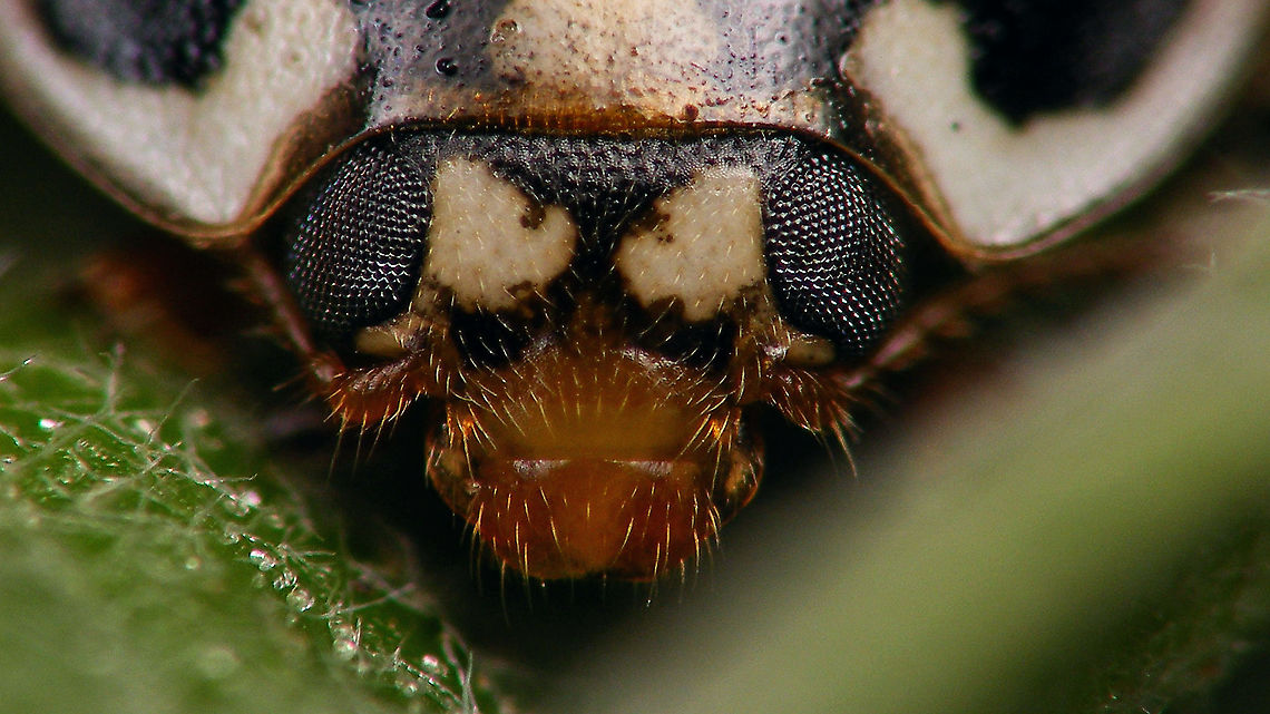 Sospita vigintiguttata - Up close and personal For details see with this image of same critter:<br />
<figure class="photo"><a href="https://www.jungledragon.com/image/113695/sospita_vigintiguttata_-_inbetweeny.html" title="Sospita vigintiguttata - Inbetweeny"><img src="https://s3.amazonaws.com/media.jungledragon.com/images/3043/113695_thumb.jpg?AWSAccessKeyId=05GMT0V3GWVNE7GGM1R2&Expires=1769040010&Signature=%2FcpqkiYaMnW4W3s9K4tN1AzKGJg%3D" width="200" height="114" alt="Sospita vigintiguttata - Inbetweeny Today Jeanette spotted another Sospita vigintiguttata in the garden. Always a highlight to find this scarce species and in the garden no less, even if on this one the elytra are heavily damaged/dented on both sides, but it was still alive :o)<br />
Couldn&acute;t resist taking another mugshot and managed it a bit closer this time: https://www.jungledragon.com/image/113696/sospita_vigintiguttata_-_up_close_and_personal.html Also a glimpse of the underside, that is notably paler than the other ventral image of the species that I already had here: https://www.jungledragon.com/image/113697/sospita_vigintiguttata_-_upskirt.html<br />
This "wreck" nicely shows an "inbetweeny" state of colouring: In fall, the newly born are brown with white spots and over winter they gain more intense colours to reach a black with yellow pattern. This one in early spring is "inbetween" the two states, with the pale spots having a hard time deciding if they want to be yellow or white. For comparison here are the "fresh" and "mature" colours: https://www.jungledragon.com/image/106969/sospita_vigintiguttata_-_brown.html https://www.jungledragon.com/image/78793/sospita_vigintiguttata_-_lateral.html Coccinellidae,Coccinellinae,Coleoptera,Jane's garden,Sospita,Sospita vigintiguttata,nl: Twintigvleklieveheersbeestje" /></a></figure> Coccinellidae,Coccinellinae,Coleoptera,Jane's garden,Sospita,Sospita vigintiguttata,nl: Twintigvleklieveheersbeestje