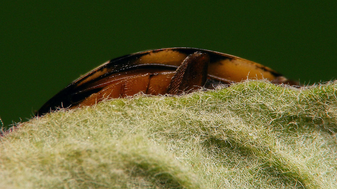 Sospita vigintiguttata - Upskirt For details see with this image of same critter:<br />
<figure class="photo"><a href="https://www.jungledragon.com/image/113695/sospita_vigintiguttata_-_inbetweeny.html" title="Sospita vigintiguttata - Inbetweeny"><img src="https://s3.amazonaws.com/media.jungledragon.com/images/3043/113695_thumb.jpg?AWSAccessKeyId=05GMT0V3GWVNE7GGM1R2&Expires=1759968010&Signature=OwiHAdmIZmH279dt9FvpNEp7hac%3D" width="200" height="114" alt="Sospita vigintiguttata - Inbetweeny Today Jeanette spotted another Sospita vigintiguttata in the garden. Always a highlight to find this scarce species and in the garden no less, even if on this one the elytra are heavily damaged/dented on both sides, but it was still alive :o)<br />
Couldn&acute;t resist taking another mugshot and managed it a bit closer this time: https://www.jungledragon.com/image/113696/sospita_vigintiguttata_-_up_close_and_personal.html Also a glimpse of the underside, that is notably paler than the other ventral image of the species that I already had here: https://www.jungledragon.com/image/113697/sospita_vigintiguttata_-_upskirt.html<br />
This &quot;wreck&quot; nicely shows an &quot;inbetweeny&quot; state of colouring: In fall, the newly born are brown with white spots and over winter they gain more intense colours to reach a black with yellow pattern. This one in early spring is &quot;inbetween&quot; the two states, with the pale spots having a hard time deciding if they want to be yellow or white. For comparison here are the &quot;fresh&quot; and &quot;mature&quot; colours: https://www.jungledragon.com/image/106969/sospita_vigintiguttata_-_brown.html https://www.jungledragon.com/image/78793/sospita_vigintiguttata_-_lateral.html Coccinellidae,Coccinellinae,Coleoptera,Jane&#039;s garden,Sospita,Sospita vigintiguttata,nl: Twintigvleklieveheersbeestje" /></a></figure> Coccinellidae,Coccinellinae,Coleoptera,Jane's garden,Sospita,Sospita vigintiguttata,nl: Twintigvleklieveheersbeestje