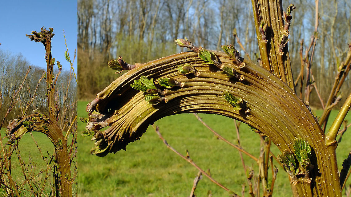 Fasciation on Alnus glutinosa Some two weeks ago we noticed this fasciation on new shoots coming from a stump that had been cut short last year. At first we thought it was on Willow as a branch of Willow from the other side of the ditch was sticking through the shoots of Alder, but it turned out to be in fact a stump of European Black Alder (Alnus glutinosa). Fasciation on Willow is much more common, but on Alder this is quite a rare find, or so we were told.     Alnus,Alnus glutinosa,Betulaceae,European alder,European black alder,Fasciation,Geotagged,Netherlands,nl: Fasciatie,nl: Zwarte els