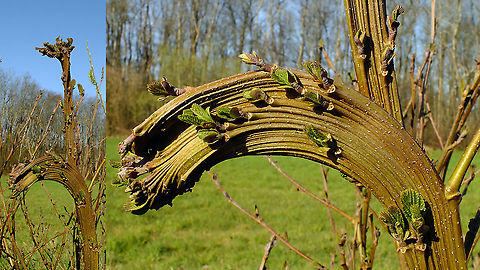 Fasciation on Alnus glutinosa Some two weeks ago we noticed this fasciation on new shoots coming from a stump that had been cut short last year. At first we thought it was on Willow as a branch of Willow from the other side of the ditch was sticking through the shoots of Alder, but it turned out to be in fact a stump of European Black Alder (Alnus glutinosa). Fasciation on Willow is much more common, but on Alder this is quite a rare find, or so we were told.     Alnus,Alnus glutinosa,Betulaceae,European alder,European black alder,Fasciation,Geotagged,Netherlands,nl: Fasciatie,nl: Zwarte els