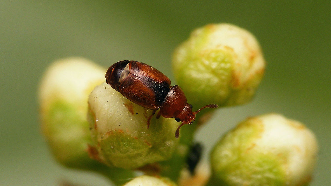 Kateretes pedicularius - Female A female to go with the male presented earlier :o)<br />
<figure class="photo"><a href="https://www.jungledragon.com/image/96830/kateretes_pedicularius_-_male.html" title="Kateretes pedicularius - Male"><img src="https://s3.amazonaws.com/media.jungledragon.com/images/3043/96830_thumb.jpg?AWSAccessKeyId=05GMT0V3GWVNE7GGM1R2&Expires=1759968010&Signature=L5%2FmcyiB%2BavWLtGvuokezCWPloE%3D" width="200" height="114" alt="Kateretes pedicularius - Male  Cucujiformia,Cucujoidea,Jane&#039;s garden,Kateretes,Kateretes pedicularius,Kateretidae,Polyphaga" /></a></figure> Cucujiformia,Cucujoidea,Geotagged,Kateretes,Kateretes pedicularius,Kateretidae,Netherlands,Polyphaga