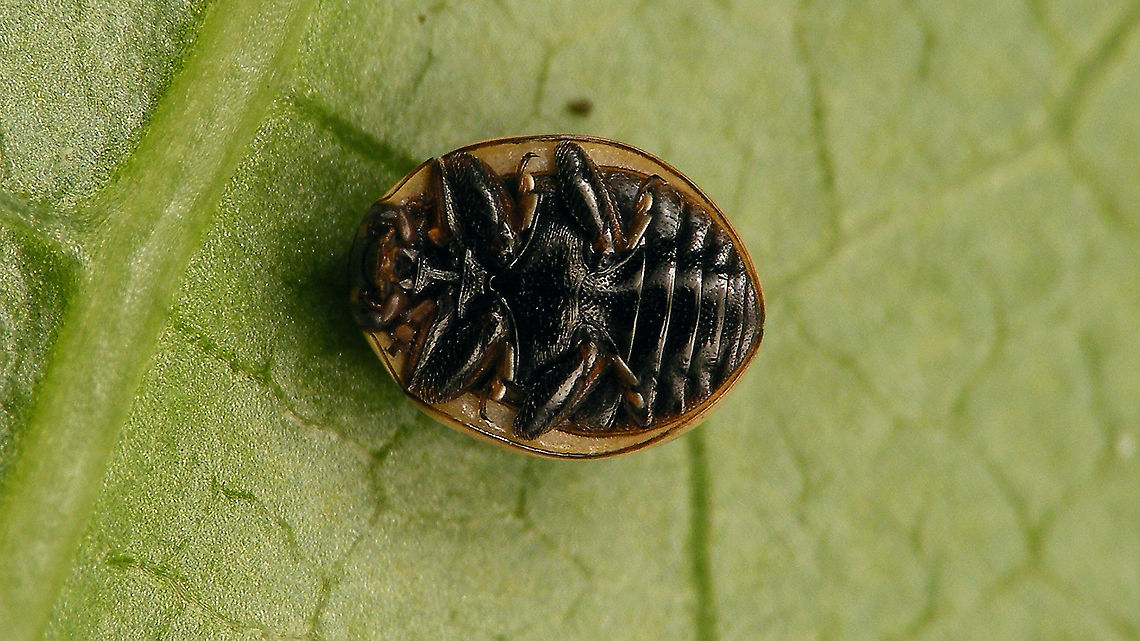 Tytthaspis sedecimpunctata - Upskirt (darker) Quite a bit darker overall than the previous ventral image (a more teneral male):<br />
<figure class="photo"><a href="https://www.jungledragon.com/image/81274/tytthaspis_sedecimpunctata_-_ventral.html" title="Tytthaspis sedecimpunctata - Ventral"><img src="https://s3.amazonaws.com/media.jungledragon.com/images/3043/81274_thumb.jpg?AWSAccessKeyId=05GMT0V3GWVNE7GGM1R2&Expires=1759968010&Signature=NBudlxMMxxH5E%2FFYRZCv%2BSj6snY%3D" width="200" height="114" alt="Tytthaspis sedecimpunctata - Ventral  Coccinellidae,Coccinellinae,Ladybird,Sixteen-spot Ladybird,Tytthaspis,Tytthaspis sedecimpunctata,nl: Zestienstippelig lieveheersbeestje" /></a></figure><br />
Different angles on this here female:<br />
<figure class="photo"><a href="https://www.jungledragon.com/image/113781/tytthaspis_sedecimpunctata_-_female.html" title="Tytthaspis sedecimpunctata - Female"><img src="https://s3.amazonaws.com/media.jungledragon.com/images/3043/113781_thumb.jpg?AWSAccessKeyId=05GMT0V3GWVNE7GGM1R2&Expires=1759968010&Signature=2a7opniTeQaJuW%2Bv948xoNCjKOk%3D" width="200" height="114" alt="Tytthaspis sedecimpunctata - Female Just noticed that we didn&acute;t have clear images of female 16-spot yet, so here they are ... <br />
https://www.jungledragon.com/image/113779/tytthaspis_sedecimpunctata_-_upskirt_darker.html<br />
https://www.jungledragon.com/image/113780/tytthaspis_sedecimpunctata_-_portrait_female.html<br />
For comparison of sexual dimorphism in head colouring, here is a male uploaded previously:<br />
https://www.jungledragon.com/image/77668/tytthaspis_sedecimpunctata_-_mugshot_male.html Coccinellidae,Coccinellinae,Geotagged,Ladybird,Netherlands,Sixteen-spot Ladybird,Tytthaspis,Tytthaspis sedecimpunctata,nl: Zestienstippelig lieveheersbeestje" /></a></figure><br />
<figure class="photo"><a href="https://www.jungledragon.com/image/113780/tytthaspis_sedecimpunctata_-_portrait_female.html" title="Tytthaspis sedecimpunctata - Portrait (female)"><img src="https://s3.amazonaws.com/media.jungledragon.com/images/3043/113780_thumb.jpg?AWSAccessKeyId=05GMT0V3GWVNE7GGM1R2&Expires=1759968010&Signature=YHyFjZNXQheREcVMB97UWkvVOFM%3D" width="200" height="114" alt="Tytthaspis sedecimpunctata - Portrait (female) Different angles on this same female:<br />
https://www.jungledragon.com/image/113781/tytthaspis_sedecimpunctata_-_female.html<br />
https://www.jungledragon.com/image/113779/tytthaspis_sedecimpunctata_-_upskirt_darker.html Coccinellidae,Coccinellinae,Geotagged,Ladybird,Netherlands,Sixteen-spot Ladybird,Tytthaspis,Tytthaspis sedecimpunctata,nl: Zestienstippelig lieveheersbeestje" /></a></figure> Coccinellidae,Coccinellinae,Geotagged,Ladybird,Netherlands,Sixteen-spot Ladybird,Tytthaspis,Tytthaspis sedecimpunctata,nl: Zestienstippelig lieveheersbeestje