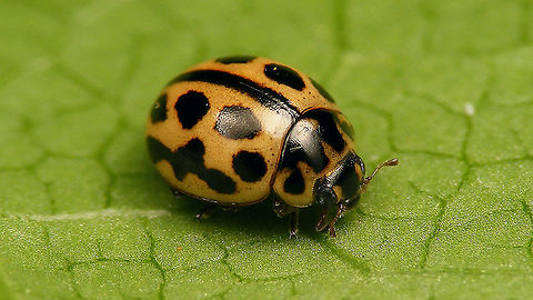 Tytthaspis sedecimpunctata - Female Just noticed that we didn´t have clear images of female 16-spot yet, so here they are ... 
https://www.jungledragon.com/image/113779/tytthaspis_sedecimpunctata_-_upskirt_darker.html
https://www.jungledragon.com/image/113780/tytthaspis_sedecimpunctata_-_portrait_female.html
For comparison of sexual dimorphism in head colouring, here is a male uploaded previously:
https://www.jungledragon.com/image/77668/tytthaspis_sedecimpunctata_-_mugshot_male.html Coccinellidae,Coccinellinae,Geotagged,Ladybird,Netherlands,Sixteen-spot Ladybird,Tytthaspis,Tytthaspis sedecimpunctata,nl: Zestienstippelig lieveheersbeestje