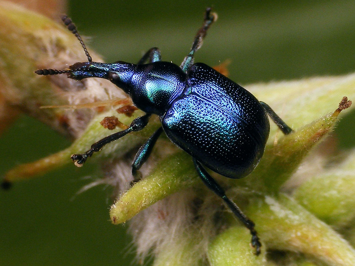 Byctiscus betulae - Female  Attelabidae,Byctiscini,Byctiscus,Byctiscus betulae,Curculionoidea,Geotagged,Netherlands,Rhynchitidae,Rhynchitinae,Willow,nl: Berkensigarenmaker