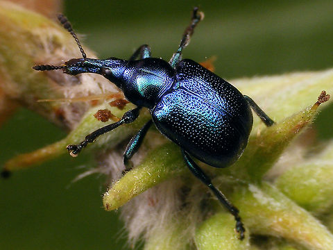 Byctiscus betulae - Female  Attelabidae,Byctiscini,Byctiscus,Byctiscus betulae,Curculionoidea,Geotagged,Netherlands,Rhynchitidae,Rhynchitinae,Willow,nl: Berkensigarenmaker