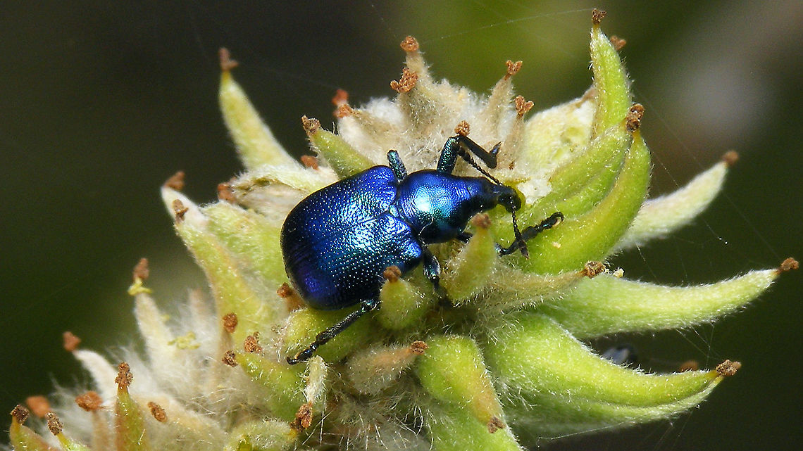 Byctiscus betulae on Willow  Attelabidae,Byctiscini,Byctiscus,Byctiscus betulae,Curculionoidea,Geotagged,Netherlands,Rhynchitidae,Rhynchitinae,Willow,nl: Berkensigarenmaker