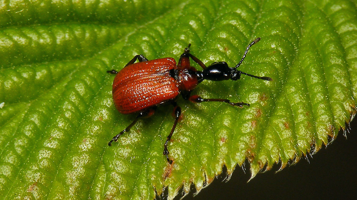 Apoderus coryli - Teneral? This one had quite pale colouring and made a somewhat &quot;softer&quot; impression, so I&acute;m assuming it was probably still a tad teneral? Apoderus,Apoderus coryli,Attelabidae,Coleoptera,Geotagged,Netherlands,Teneral,nl: Hazelaarbladrolkever