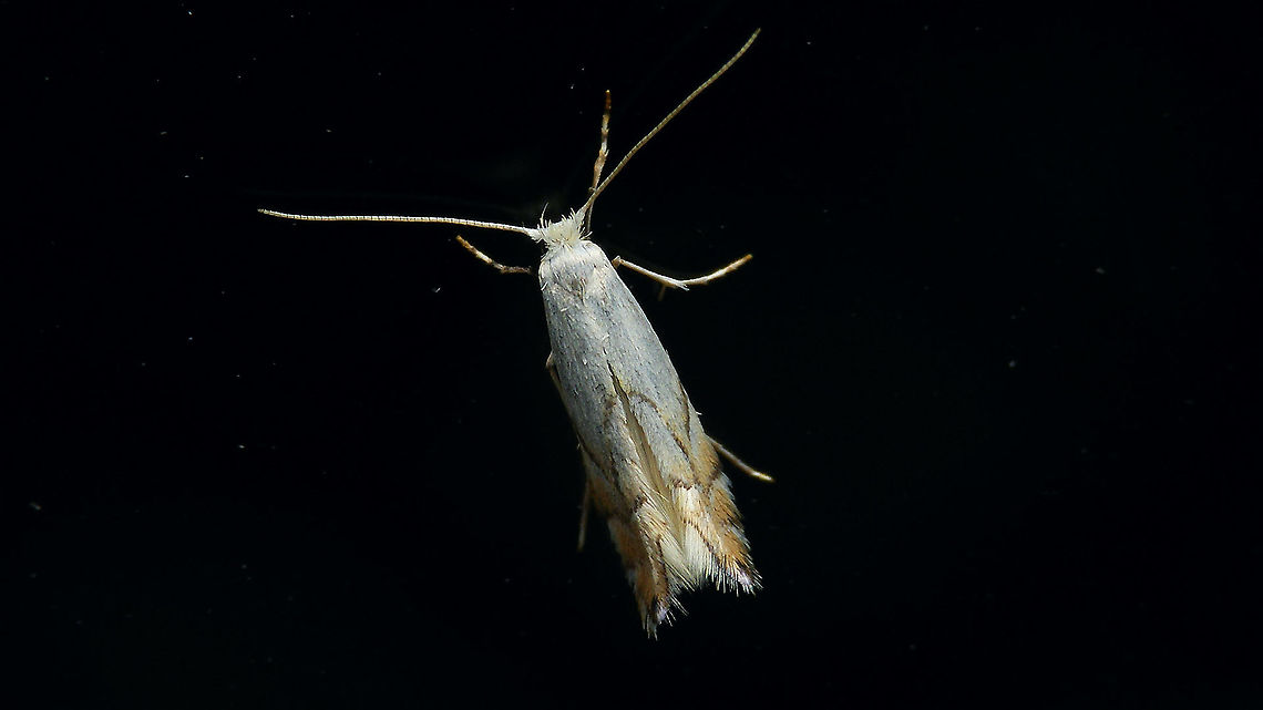 Phyllonorycter harrisella on window Never managed a decent shot of this little beauty on a more natural background ...<br />
<figure class="photo"><a href="https://www.jungledragon.com/image/113792/phyllonorycter_harrisella_in_tube.html" title="Phyllonorycter harrisella in tube"><img src="https://s3.amazonaws.com/media.jungledragon.com/images/3043/113792_thumb.jpg?AWSAccessKeyId=05GMT0V3GWVNE7GGM1R2&Expires=1770854410&Signature=rH8AOHBCS5O%2BJsVIplDkSYqkesk%3D" width="200" height="114" alt="Phyllonorycter harrisella in tube Never managed a decent shot of this little beauty on a more natural background ...<br />
https://www.jungledragon.com/image/113791/phyllonorycter_harrisella_on_window.html Gracillariidae,Gracillarioidea,Lepidoptera,Lithocolletinae,Phyllonorycter,Phyllonorycter harrisella,nl: Witte eikenvouwmot" /></a></figure> Gracillariidae,Gracillarioidea,Lepidoptera,Lithocolletinae,Phyllonorycter,Phyllonorycter harrisella,nl: Witte eikenvouwmot
