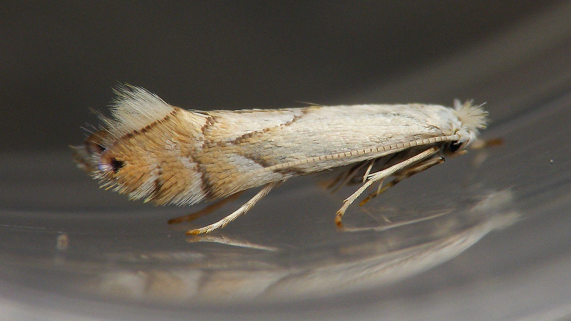 Phyllonorycter harrisella in tube Never managed a decent shot of this little beauty on a more natural background ...<br />
<figure class="photo"><a href="https://www.jungledragon.com/image/113791/phyllonorycter_harrisella_on_window.html" title="Phyllonorycter harrisella on window"><img src="https://s3.amazonaws.com/media.jungledragon.com/images/3043/113791_thumb.jpg?AWSAccessKeyId=05GMT0V3GWVNE7GGM1R2&Expires=1759968010&Signature=EdiC6PiJtta2o2alckc1dm%2F3%2F54%3D" width="200" height="114" alt="Phyllonorycter harrisella on window Never managed a decent shot of this little beauty on a more natural background ...<br />
https://www.jungledragon.com/image/113792/phyllonorycter_harrisella_in_tube.html Gracillariidae,Gracillarioidea,Lepidoptera,Lithocolletinae,Phyllonorycter,Phyllonorycter harrisella,nl: Witte eikenvouwmot" /></a></figure> Gracillariidae,Gracillarioidea,Lepidoptera,Lithocolletinae,Phyllonorycter,Phyllonorycter harrisella,nl: Witte eikenvouwmot