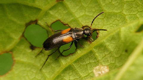 Anaspis fasciata