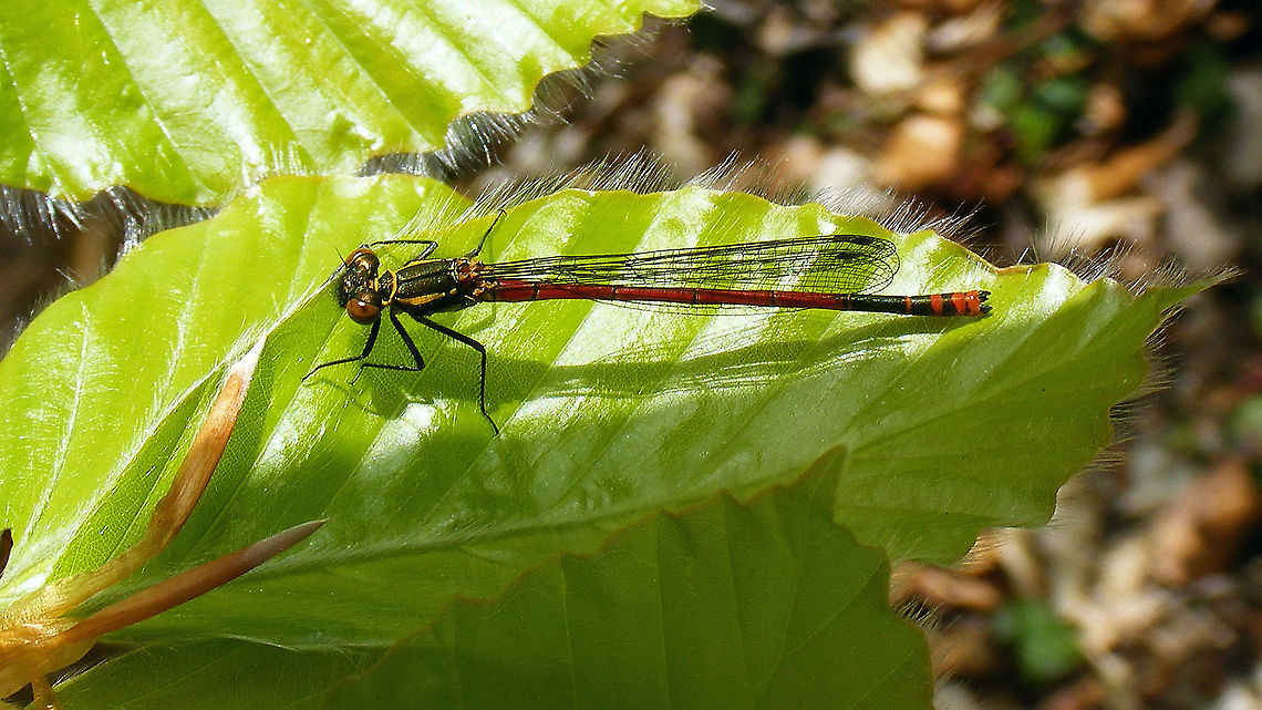 Pyrrhosoma nymphula - Male Not sure why I even uploaded it ... QnD shot and easy crop for a "me too" ... but it&acute;s a pretty fella ;o) Coenagrionidae,Geotagged,Large Red Damselfly,Netherlands,Odonata,Pyrrhosoma,Pyrrhosoma nymphula,Zygoptera,nl: Vuurjuffer