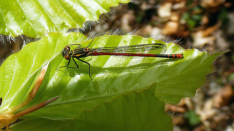 Pyrrhosoma nymphula - Male Not sure why I even uploaded it ... QnD shot and easy crop for a "me too" ... but it´s a pretty fella ;o) Coenagrionidae,Geotagged,Large Red Damselfly,Netherlands,Odonata,Pyrrhosoma,Pyrrhosoma nymphula,Zygoptera,nl: Vuurjuffer