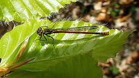 Pyrrhosoma nymphula - Male Not sure why I even uploaded it ... QnD shot and easy crop for a "me too" ... but it&acute;s a pretty fella ;o) Coenagrionidae,Geotagged,Large Red Damselfly,Netherlands,Odonata,Pyrrhosoma,Pyrrhosoma nymphula,Zygoptera,nl: Vuurjuffer
