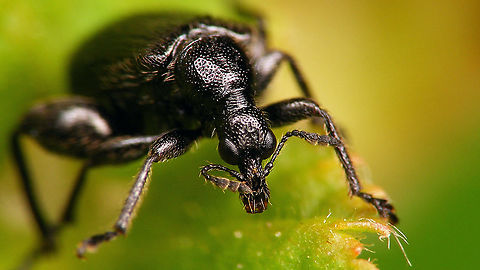 Deporaus betulae - Portrait More images linked with this one:
https://www.jungledragon.com/image/113827/deporaus_betulae.html Attelabidae,Curculionoidea,Deporaini,Deporaus,Deporaus betulae,Rhynchitidae,Rhynchitinae,nl: Berkenbladroller